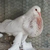 کبوتر ابومریم وپومرین