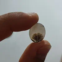 شجر تک درخت