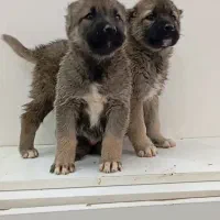 سرابی ماده فقط