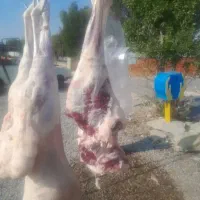 گوشت بره کبابی ۶۹۰|خوردنی و آشامیدنی|مسجد سلیمان, |دیوار