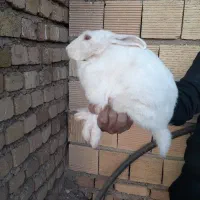 خر گوش پنج ماه نر|موش و خرگوش|خرمآباد, |دیوار