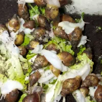 فورش حلزون تراپی اچتینا آلبینو|خزنده|خرمدره, |دیوار