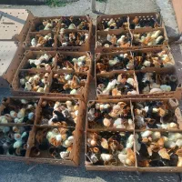 فروشگاه اردک فارم انواع جوجه گلپایگان اردک پکنی|حیوانات مزرعه|سنگر, |دیوار