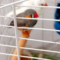 چندتا فنچ بازیگوش