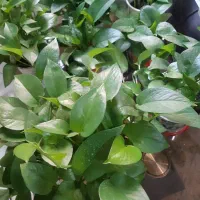 تعدادی گل پتوس کاملا سالم وسرحال|گل و گیاه طبیعی|مشکیندشت, |دیوار