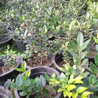 فروش گل و گیاه فوتونیا یاس شمشاد