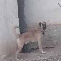 واگذاری سراب پژدر|سگ|کرج, گلشهر|دیوار