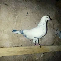 کبوتر