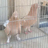 یک جفت کبوتر زرد کاکل|پرنده|اصفهان, نقش جهان|دیوار