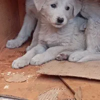 دوتا توله سگ