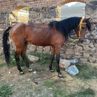 اسب نریان یورقه|اسب و تجهیزات اسبسواری|ماکو, |دیوار