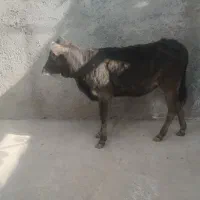 گوساله ماده جهت نگهداری