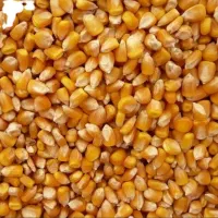 2تن ذرت برزیل دارم برای فروش.