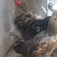 مرغ و خروس رسمی