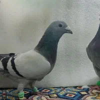 ۲تا سبز ایرانی