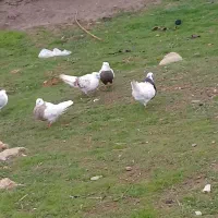 کبوتر|پرنده|چگنی, |دیوار