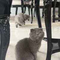 گربه اسکاتیش بلو وارداتی|گربه|کرج, عظیمیه|دیوار