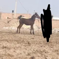کره مادیون پر خون