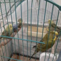 مرغ .عشق.. جوان