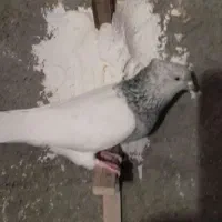 یک جفت ماده کله سبز