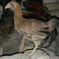 جوجه ریشو