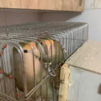 طوطی برزیلی و عروس هلندی