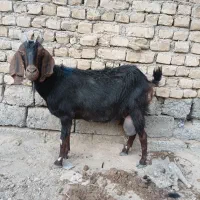 بز  شیرا