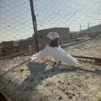 جفت طوقی کشیده