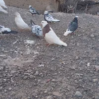 کبوتر|پرنده|بافت, |دیوار