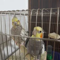 عروس هلندی
