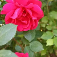 نیازمند پرستارخانم جهت نگهداری از سالمند