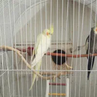 دوعدد عروس هلندی جفت لوتینو و گل باقالی|پرنده|اصفهان, فرودگاه شهید بهشتی|دیوار