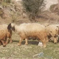 قوچ بختیاری دو رون