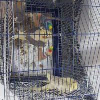 طوطی عروس هلندی