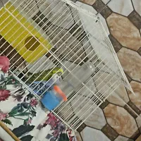 مرغ عشق جوان