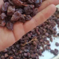 مویز دشمن زیاری|خوردنی و آشامیدنی|شیراز, شهرک فجر|دیوار