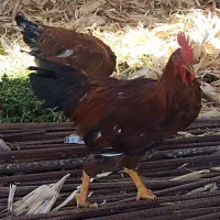 فروش 4 خروس و 15 مرغ تخم گذار|حیوانات مزرعه|شیراز, جمال آباد|دیوار
