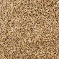 فروش گندم