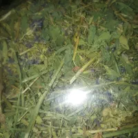 یونجه خرگوش