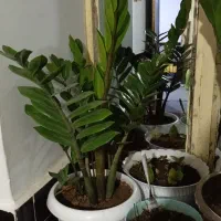 گل های زیبا زاموفیلیا