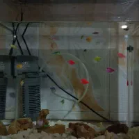 ماهی وآکواریوم|ماهی|شاهین دژ, |دیوار