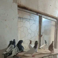 کبوتر تهرانی  ساری باش قرمزی باش وگوی باش