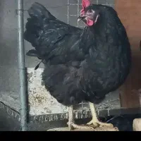 مرغ تخمگذار محلی