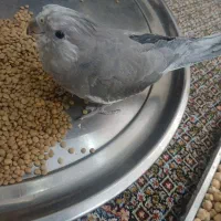 پرنده دستی با قفس|پرنده|تهران, مشیریه|دیوار