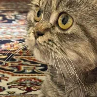 پرشین کت|گربه|لاهیجان, کوی خزر|دیوار