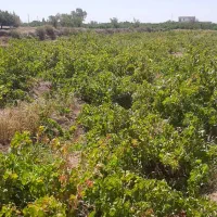 معاوضه  خودرو با زمین سنددار|فروش زمین و ملک کلنگی|محمدشهر, همایون ویلا|دیوار