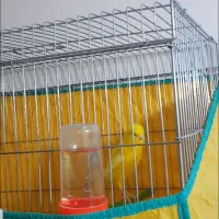 قناری طلایی