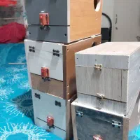 لانه عروس هلندی و طوطی برزیلی