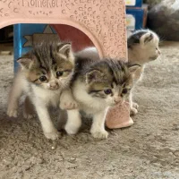 واگذاری گربه