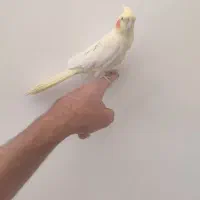 عروس هلندی لوتینو زعفرانی سخنگو|پرنده|مبارکه, |دیوار